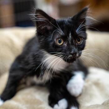 Vinny -  Domestic Short Hair Cat Available for Adoption in Gainesville, Georgia - Vinny | PetCurious