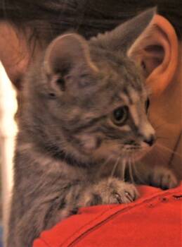 Rescue Tabby and Domestic Short Hair Cats for Adoption in Loveland, Ohio - Buddy | PetCurious