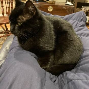Smudge -  Domestic Short Hair Cat for Adoption in Gladstone, Oregon - Smudge | PetCurious
