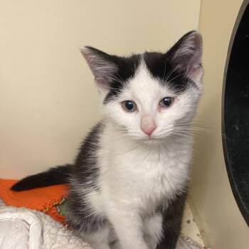 Angelfish -  Domestic Short Hair Cat for Adoption in Dayton, Ohio - Angelfish | PetCurious
