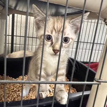 Corbin -  Siamese Cat for Adoption in Rocky Mount, Virginia - Corbin | PetCurious