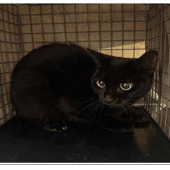 Hailey -  Domestic Short Hair Cat for Adoption in Tampa, Florida - Hailey | PetCurious