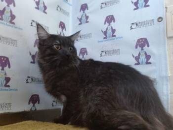 Maine Coon and Domestic Short Hair Cats Available for Adoption in Orlando, Florida - KIZER | PetCurious