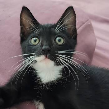 Scampi Skedaddles -  Domestic Short Hair Cat for Adoption in Lakeland, Florida - Scampi Skedaddles | PetCurious