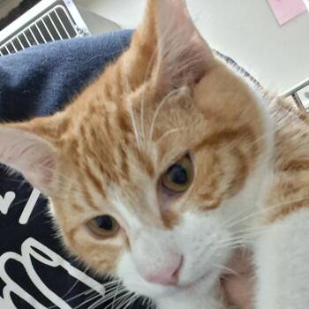 Lightning -  Domestic Short Hair Cat for Adoption in Auburn, Alabama - Lightning | PetCurious