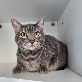 Domestic Short Hair Cats Available for Adoption - Piper | PetCurious