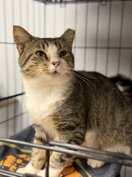 Richard -  Domestic Short Hair Cat for Adoption in Effingham, Illinois - Richard | PetCurious