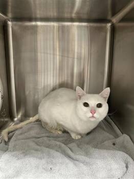 Domestic Short Hair Cats Available for Adoption - Larkin | PetCurious