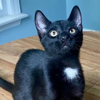Oliver -  Domestic Short Hair Cat for Adoption in Gastonia, North Carolina - Oliver | PetCurious