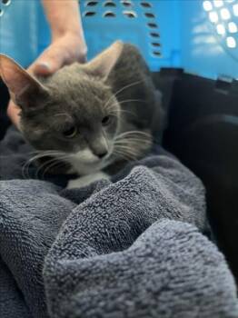 BLUE LAGOON -  Domestic Short Hair Cat for Adoption in Derwood, Maryland - BLUE LAGOON | PetCurious