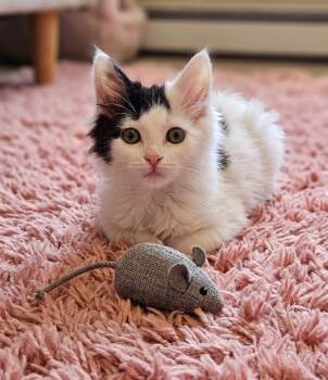 Gigi -  Domestic Long Hair Cat for Adoption in Villa Park, California - Gigi | PetCurious