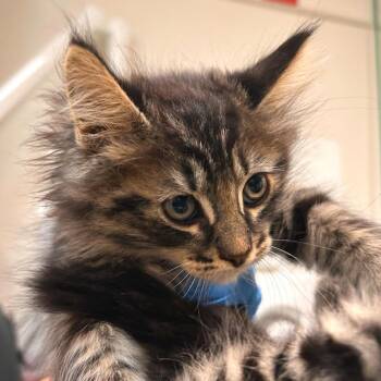 Berlin -  Domestic Long Hair and Domestic Short Hair Cat for Adoption in Woodinville, Washington - Berlin | PetCurious