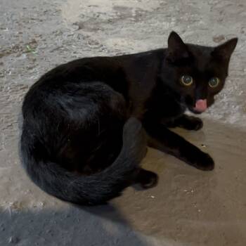 Rescue Domestic Short Hair Cats for Adoption in Johnstown, Pennsylvania - Salem | PetCurious