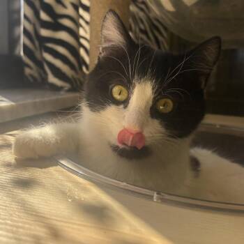 Sasha -  Domestic Short Hair Cat for Adoption in Waynesburg, Pennsylvania - Sasha | PetCurious
