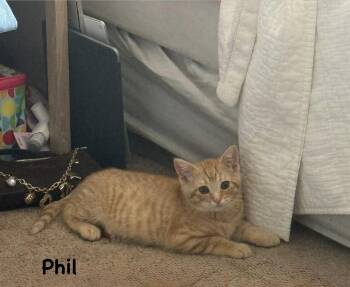 Phil  (The Qtown Parker Pack) -  Domestic Short Hair Cat for Adoption in Telford, Pennsylvania - Phil  (The Qtown Parker Pack) | PetCurious