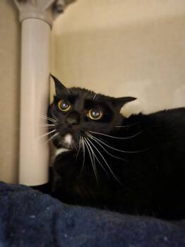 Diamond -  Domestic Short Hair Cat for Adoption in Fort Collins, Colorado - Diamond | PetCurious
