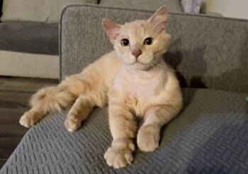 Domestic Long Hair Cats Available for Adoption in Seven Valleys, Pennsylvania - Kohler | PetCurious