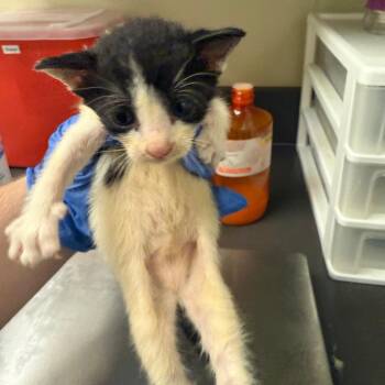 Skittles -  Domestic Short Hair Cat for Adoption in Columbus, Georgia - Skittles | PetCurious