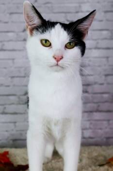 Rescue Domestic Short Hair Cats for Adoption in Ashland, Kentucky - Margarita | PetCurious
