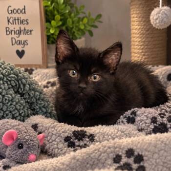 Miles -  Domestic Short Hair Cat for Adoption in Andover, Minnesota - Miles | PetCurious