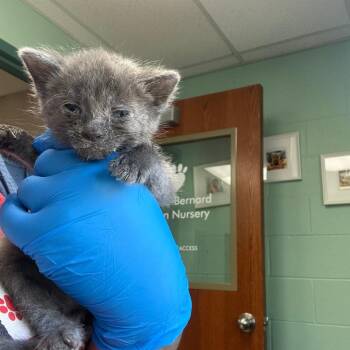 Mario Andretti -  Domestic Short Hair Cat for Adoption in Indianapolis, Indiana - Mario Andretti | PetCurious