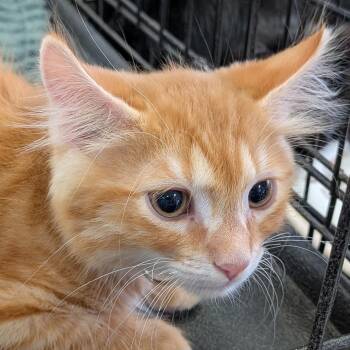 Crash Bandicoot -  Domestic Long Hair Cat for Adoption in Eugene, Oregon - Crash Bandicoot | PetCurious
