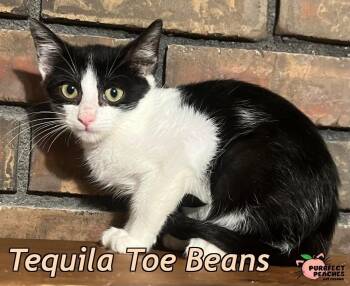 Tequila Toe Beans -  Domestic Short Hair Cat for Adoption in Douglasville, Georgia - Tequila Toe Beans | PetCurious