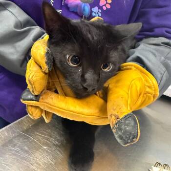 Blink -  Domestic Medium Hair Cat for Adoption in Charleston, West Virginia - Blink | PetCurious