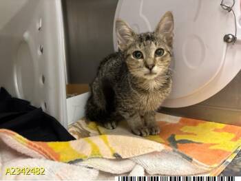 JESSIE -  Domestic Short Hair Cat for Adoption in West Palm Beach, Florida - JESSIE | PetCurious
