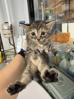 Crepes -  Domestic Short Hair Cat for Adoption in West Chester, Pennsylvania - Crepes | PetCurious