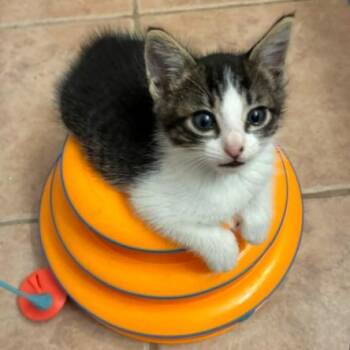 Handful of Sunshine 14 -  Domestic Short Hair Cat for Adoption in Austin, Texas - Handful Of Sunshine 14 | PetCurious