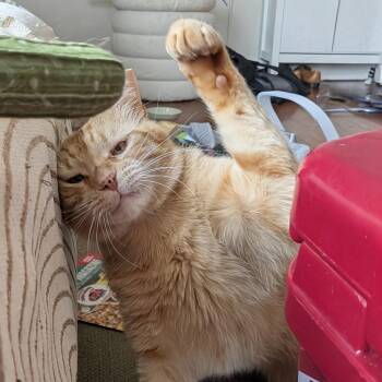 Domestic Short Hair Cats Available for Adoption in Costa Mesa, California - Rocket | PetCurious