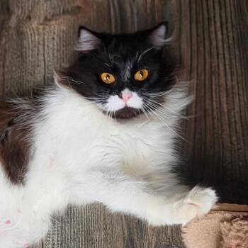 Shirley ARC26 - 110 -  Domestic Medium Hair Cat for Adoption in Akron, New York - Shirley ARC26 - 110 | PetCurious