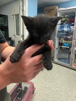 Domestic Short Hair Cats Available for Adoption - Koda | PetCurious
