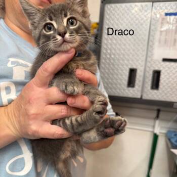Draco -  Tabby Cat Available for Adoption in St. George, Utah - Draco | PetCurious