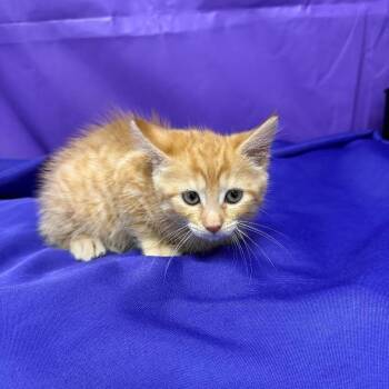 Edamame -  Domestic Short Hair Cat for Adoption in North Myrtle Beach, South Carolina - Edamame | PetCurious