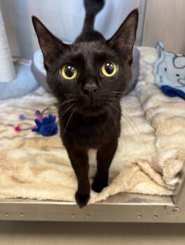 Lucille -  Domestic Short Hair Cat for Adoption in Liverpool, New York - Lucille | PetCurious