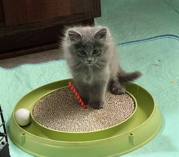 Rescue Domestic Medium Hair and Domestic Short Hair Cats for Adoption in Omaha, Nebraska - WYNKEN | PetCurious