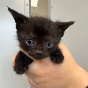 Domestic Short Hair Cats Available for Adoption in Sand Springs, Oklahoma - Raven Litter 2 | PetCurious