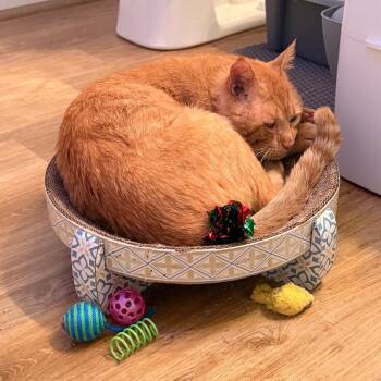 Chester -  Domestic Short Hair Cat for Adoption in Harrisonburg, Virginia - Chester | PetCurious