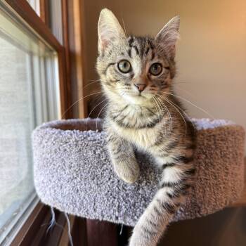 Jenny -  Domestic Short Hair Cat Available for Adoption in Hartville, Ohio - Jenny | PetCurious