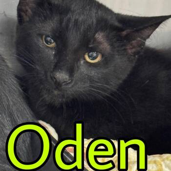 Oden -  Domestic Short Hair Cat for Adoption in Marble, North Carolina - Oden | PetCurious