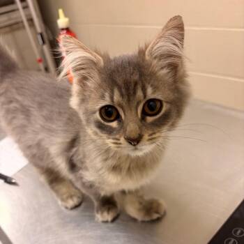 Athena -  Domestic Medium Hair Cat for Adoption in South Bend, Indiana - Athena | PetCurious