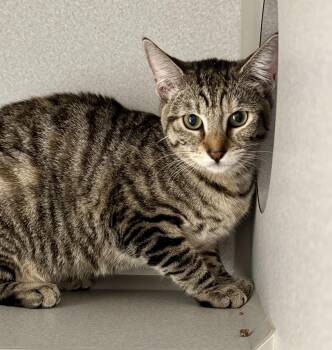 -Sundance -  Tabby and Domestic Short Hair Cat for Adoption in Red Bluff, California - -Sundance | PetCurious