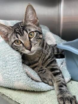Catrick -  Domestic Short Hair Cat for Adoption in Orland Hills, Illinois - Catrick | PetCurious