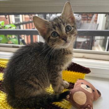 MeeMaw -  Domestic Short Hair Cat for Adoption in Evanston, Illinois - MeeMaw | PetCurious