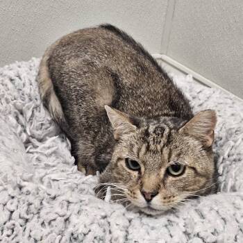 Fievel -  Domestic Short Hair Cat for Adoption in Fall River, Massachusetts - Fievel | PetCurious