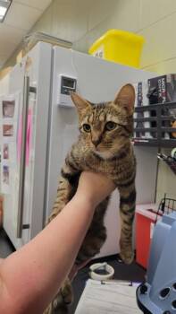 DIOR -  Domestic Short Hair Cat for Adoption in Minneapolis, Minnesota - DIOR | PetCurious
