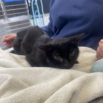 Lily -  Domestic Short Hair Cat for Adoption in Ojai, California - Lily | PetCurious