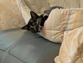 Royal -  Domestic Short Hair Cat for Adoption in Oviedo, Florida - Royal | PetCurious